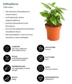 Kaffeepflanze - Coffea Arabica 10 Kaffeepflanze - Coffea Arabica -Ecopotos Geschaft 8215683 WE IG 001 KaffeepflanzeCoffeaArabicaT12DehnerExpressHerzig