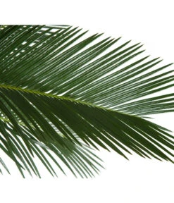 Sagopalmfarn - Cycas Revoluta -Ecopotos Geschaft 8216236 BildD 001 PalmfarnCycasRevoluta45