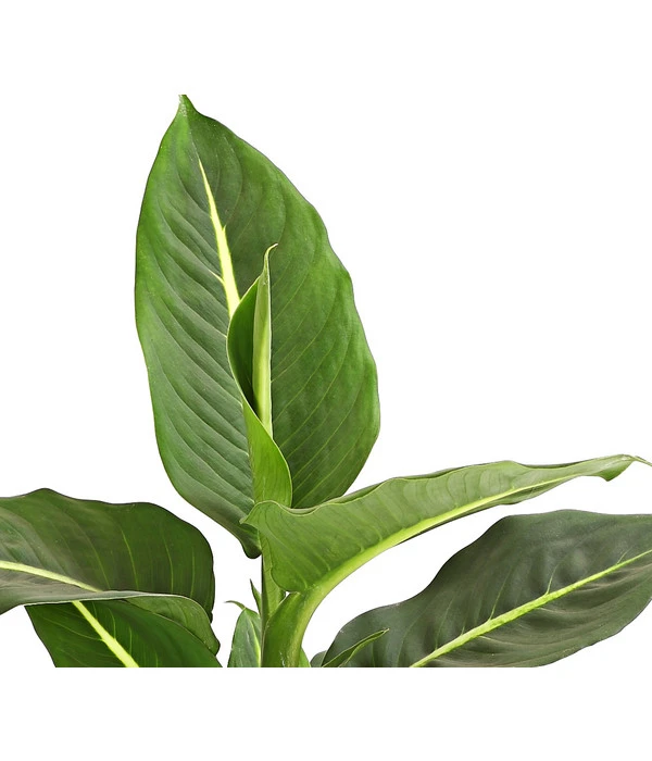 Dieffenbachie - Dieffenbachia Maculata, Verschiedene Sorten 7 Dieffenbachie - Dieffenbachia Maculata, Verschiedene Sorten – Bild 5