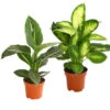 Dieffenbachie - Dieffenbachia Maculata, Verschiedene Sorten 1 Dieffenbachie - Dieffenbachia Maculata, Verschiedene Sorten -Ecopotos Geschaft 82195660 PR FS 001 DieffenbachieGreenMagicT