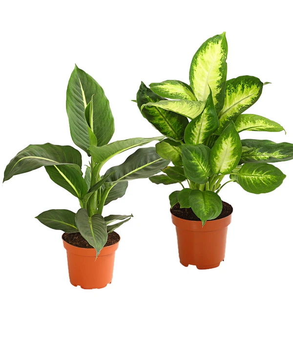 Dieffenbachie - Dieffenbachia Maculata, Verschiedene Sorten 3 Dieffenbachie - Dieffenbachia Maculata, Verschiedene Sorten