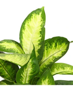 Dieffenbachie - Dieffenbachia Maculata, Verschiedene Sorten 10 Dieffenbachie - Dieffenbachia Maculata, Verschiedene Sorten -Ecopotos Geschaft 8219818 WE DE 001 DieffenbachieDieffenbachiaMixT12DehnerExpressHerzig