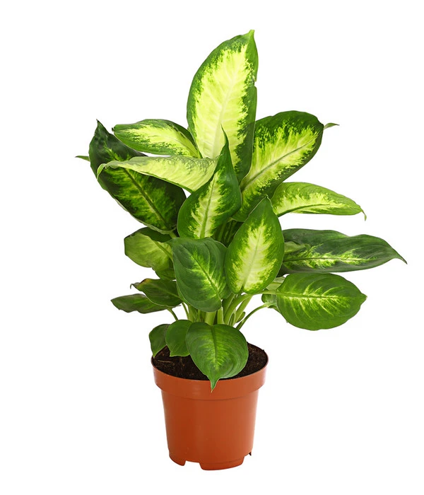 Dieffenbachie - Dieffenbachia Maculata, Verschiedene Sorten 4 Dieffenbachie - Dieffenbachia Maculata, Verschiedene Sorten – Bild 2