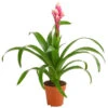 Guzmanie - Guzmania 'Candy' -Ecopotos Geschaft 8223315 PR FS 001 GuzmaniaCandyT12DehnerExpressHerzig