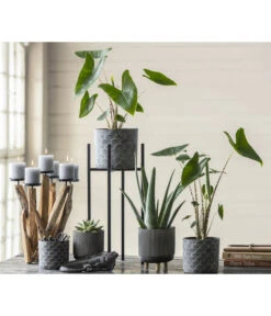 Echeverie - Echeveria Agavoides -Ecopotos Geschaft 8223521 WE MO 001 AlocasiaZebrina2021GC03