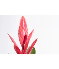 Vriesea - Bromelia Cultivars 'Intenso Pink' 7 Vriesea - Bromelia Cultivars 'Intenso Pink' -Ecopotos Geschaft 8223877 PR DE 001 VrieseaIntensoPinkT12DehnerExpressZS