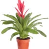 Vriesea - Bromelia Cultivars 'Intenso Pink' -Ecopotos Geschaft 8223877 PR FS 001 VrieseaIntensoPinkT12DehnerExpressZS
