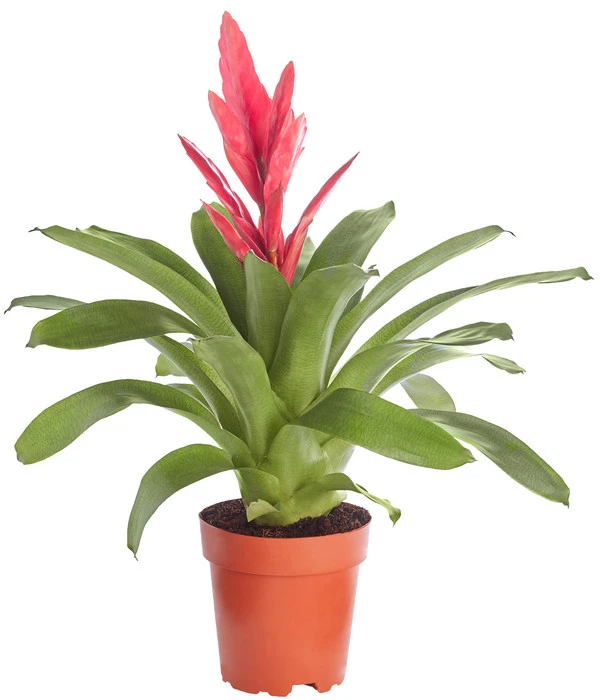 Vriesea - Bromelia Cultivars 'Intenso Pink' 3 Vriesea - Bromelia Cultivars 'Intenso Pink'