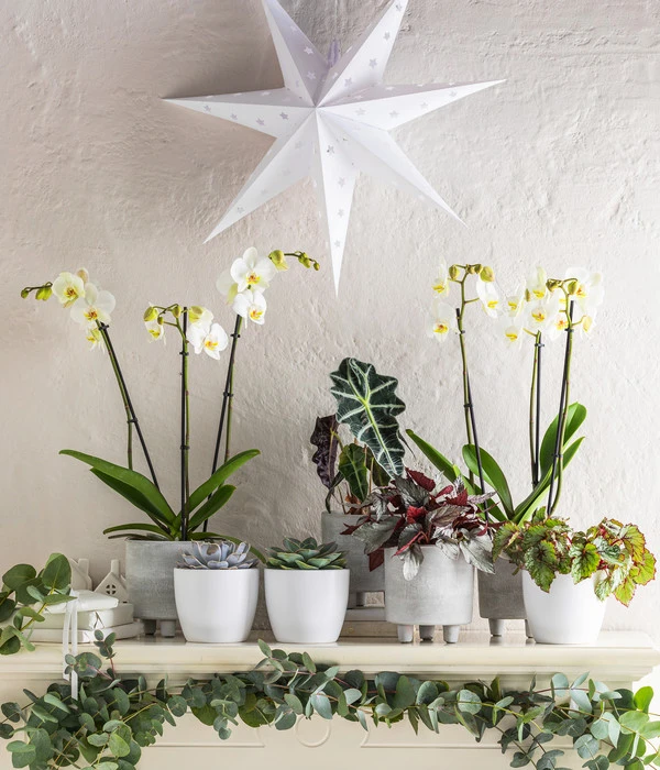 Schmetterlingsorchidee - Phalaenopsis Cultivars 4 Schmetterlingsorchidee - Phalaenopsis Cultivars – Bild 2