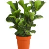 Geigenfeige - Ficus Lyrata 'Bambino', Dreitriebig 2 Geigenfeige - Ficus Lyrata 'Bambino', Dreitriebig -Ecopotos Geschaft 8227589 PR FS 001 FicuslyrataBambino3TuffDehnerExpressHerzig