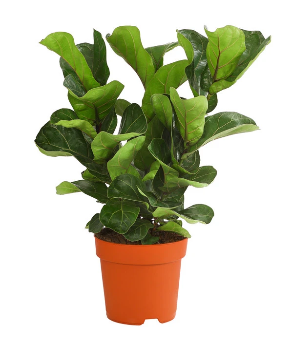 Geigenfeige - Ficus Lyrata 'Bambino', Dreitriebig 3 Geigenfeige - Ficus Lyrata 'Bambino', Dreitriebig