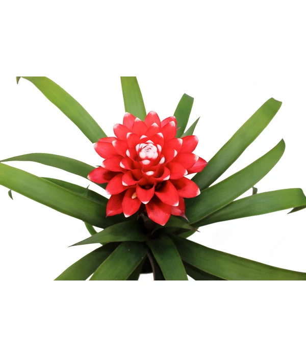 Guzmanie - Guzmania 'Hope' 5 Guzmanie - Guzmania 'Hope' – Bild 3