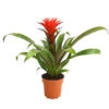 Guzmanie - Guzmania 'Hope'
