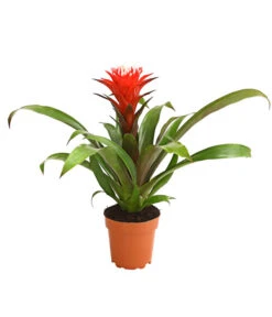 Guzmanie - Guzmania 'Hope'