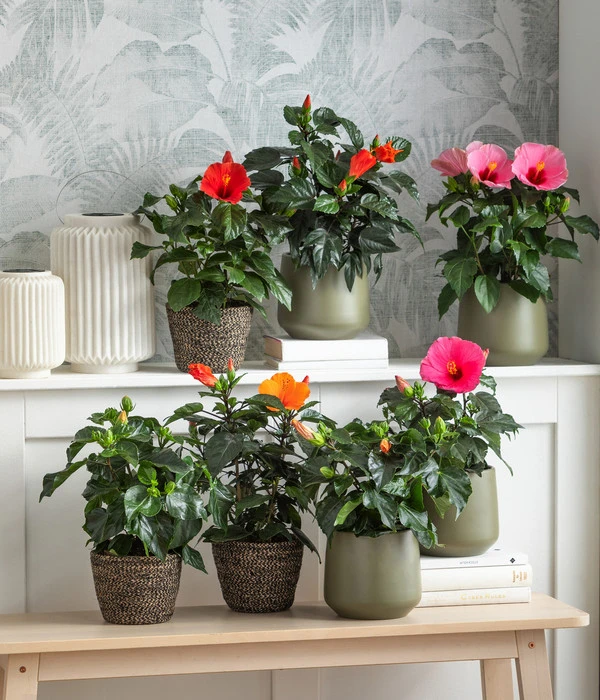 Dehner Jute-Korb Selin, Rund, Schwarz – Bild 5