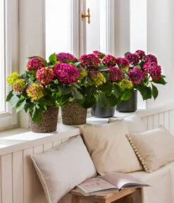 Dehner Jute-Korb Selin, Rund, Schwarz -Ecopotos Geschaft 8234429 4439196 4439204 4439212 WE MO 001 HortensieLila