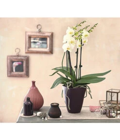 Schmetterlingsorchidee - Phalaenopsis Cultivars 'Multiflora' 7 Schmetterlingsorchidee - Phalaenopsis Cultivars 'Multiflora' -Ecopotos Geschaft 8236242 PR MO 001 Phalaenopsis5 6TrieberDehnerExpressHerzig