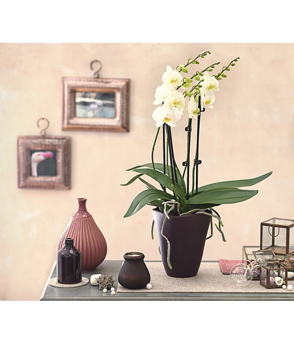 Schmetterlingsorchidee - Phalaenopsis Cultivars 'Multiflora' 5 Schmetterlingsorchidee - Phalaenopsis Cultivars 'Multiflora' – Bild 3