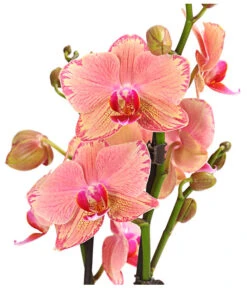 Schmetterlingsorchidee - Phalaenopsis Cultivars, Sonderfarben -Ecopotos Geschaft 8240376 WE DE 001 SchmetterlingsorchideePhalaenopsisPiratePicotee2TrieberPremiumT12DehnerExpressHerzig