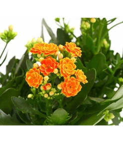 Flammendes Käthchen - Kalanchoe Blossfeldiana, Gefüllt -Ecopotos Geschaft 8240541 WE DE 001 FlammendesKaethchenKalanchoeOrangeGefuelltT13OWDehnerExpressHerzig