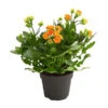 Flammendes Käthchen - Kalanchoe Blossfeldiana, Gefüllt -Ecopotos Geschaft 8240541 WE FS 001 FlammendesKaethchenKalanchoeOrangeGefuelltT13OWDehnerExpressHerzig