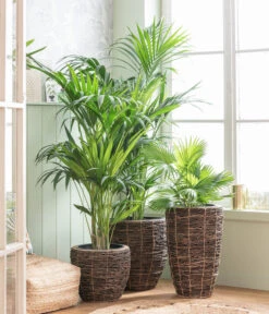 Dehner Holz-Vase Akira, Rund, Braun, Ca. Ø34/H55 Cm -Ecopotos Geschaft 8240764 WE MO 001 Howea