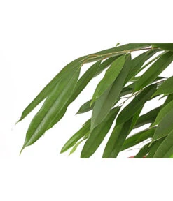 Ecopotos Geschaft -Ecopotos Geschaft 8248627 PR DE 001 FicusAmstelKingT33DehnerExpressHerzig