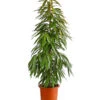 Birkenfeige - Ficus Binnendijkii 'Amstel King' 1 Birkenfeige - Ficus Binnendijkii 'Amstel King' -Ecopotos Geschaft 8248627 PR FS 001 FicusAmstelKingT33DehnerExpressHerzig