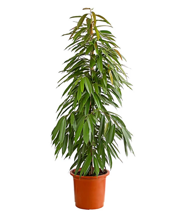 Birkenfeige - Ficus Binnendijkii 'Amstel King' 2 Birkenfeige - Ficus Binnendijkii 'Amstel King'