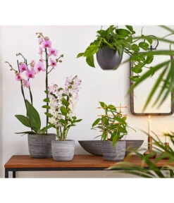 Vanille-Orchidee - Vanilla Planifolia 7 Vanille-Orchidee - Vanilla Planifolia -Ecopotos Geschaft 8250045 8251399 8250045 825153 PR MO 001 Orchideen02BL20