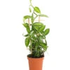 Vanille-Orchidee - Vanilla Planifolia -Ecopotos Geschaft 8250045 WE FS 001 VanilleVanillaT12DehnerExpressHerzig