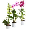 Dendrobium - Dendrobium Cultivaris, Verschiedene Sorten 2 Dendrobium - Dendrobium Cultivaris, Verschiedene Sorten -Ecopotos Geschaft 8250771 WE FS 001 DendrobiumSonderfarbenT12DehnerExpressHerzig