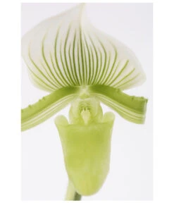 Frauenschuh - Paphiopedilum 'Maudiae' 5 Frauenschuh - Paphiopedilum 'Maudiae' -Ecopotos Geschaft 8251423 PR DE 001 PaphiopedilumMaudiaeT9DehnerExpressZS