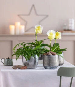 Frauenschuh - Paphiopedilum Complex Hybride -Ecopotos Geschaft 8251472 8224198 8466849 WE MO 001 FrauenschuhPaphio GC18 2022