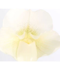 Frauenschuh - Paphiopedilum Complex Hybride -Ecopotos Geschaft 8251472 PR DE 001 PaphiopedilumCompWeissFrauenschuhT12DehnerExpressZS