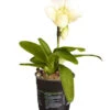 Frauenschuh - Paphiopedilum Complex Hybride -Ecopotos Geschaft 8251472 PR FS 001 PaphiopedilumCompWeissFrauenschuhT12DehnerExpressZS