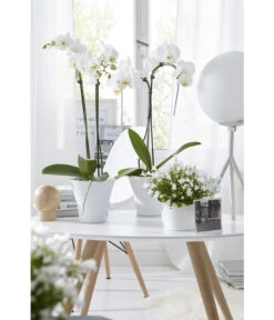 Schmetterlingsorchidee - Phalaenopsis Cultivars 'Umbrella', Verschiedene Sorten 24 Schmetterlingsorchidee - Phalaenopsis Cultivars 'Umbrella', Verschiedene Sorten -Ecopotos Geschaft 8251498 8203242 8211450 WE MO 009 SchmetterlingsorchideeUmbrella