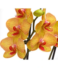 Schmetterlingsorchidee - Phalaenopsis Cultivars, Verschiedene Sorten 20 Schmetterlingsorchidee - Phalaenopsis Cultivars, Verschiedene Sorten -Ecopotos Geschaft 8251530 PR DE 002 SchmetterlingsorchideePhalaenopsis2TrieberT12DehnerHerzig
