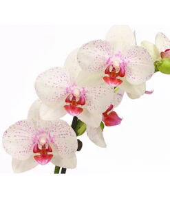 Schmetterlingsorchidee - Phalaenopsis Cultivars, Verschiedene Sorten 21 Schmetterlingsorchidee - Phalaenopsis Cultivars, Verschiedene Sorten -Ecopotos Geschaft 8251530 PR DE 003 SchmetterlingsorchideePhalaenopsis2TrieberT12DehnerHerzig