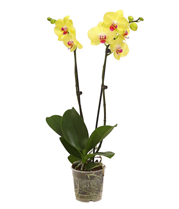 Schmetterlingsorchidee - Phalaenopsis Cultivars, Verschiedene Sorten 4 Schmetterlingsorchidee - Phalaenopsis Cultivars, Verschiedene Sorten – Bild 2
