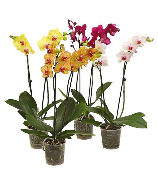 Schmetterlingsorchidee - Phalaenopsis Cultivars, Verschiedene Sorten 3 Schmetterlingsorchidee - Phalaenopsis Cultivars, Verschiedene Sorten