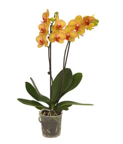 Schmetterlingsorchidee - Phalaenopsis Cultivars, Verschiedene Sorten 15 Schmetterlingsorchidee - Phalaenopsis Cultivars, Verschiedene Sorten -Ecopotos Geschaft 8251530 WE FS 002 SchmetterlingsorchideePhalaenopsis2TrieberT12DehnerExpressHerzig