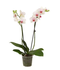 Schmetterlingsorchidee - Phalaenopsis Cultivars, Verschiedene Sorten 16 Schmetterlingsorchidee - Phalaenopsis Cultivars, Verschiedene Sorten -Ecopotos Geschaft 8251530 WE FS 003 SchmetterlingsorchideePhalaenopsis2TrieberT12DehnerExpressHerzig