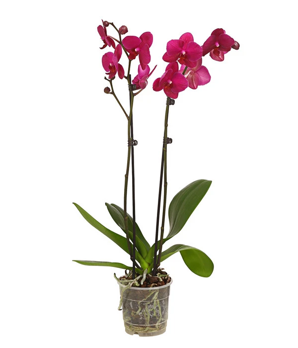 Schmetterlingsorchidee - Phalaenopsis Cultivars, Verschiedene Sorten 5 Schmetterlingsorchidee - Phalaenopsis Cultivars, Verschiedene Sorten – Bild 3
