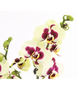 Schmetterlingsorchidee - Phalaenopsis Cultivars, Sonderfarben -Ecopotos Geschaft 8253213 WE DE 001 SchmetterlingsorchideePhalaneopsisPanda2TrieberT12OWDehnerExpressHerzig