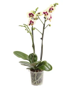 Schmetterlingsorchidee - Phalaenopsis Cultivars, Sonderfarben -Ecopotos Geschaft 8253213 WE FS 001 SchmetterlingsorchideePhalaneopsisPanda2TrieberT12DehnerExpressHerzig