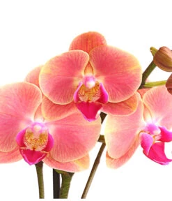 Schmetterlingsorchidee - Phalaenopsis Cultivars, Sonderfarben -Ecopotos Geschaft 8253726 WE DE 001 SchmetterlingsorchideePhalaenopsisMarigold2TrieberDehnerExpressHerzig