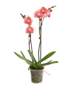 Schmetterlingsorchidee - Phalaenopsis Cultivars, Sonderfarben -Ecopotos Geschaft 8253726 WE FS 001 SchmetterlingsorchideePhalaenopsisMarigold2TrieberDehnerExpressHerzig