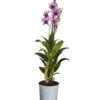 Traubenorchidee - Dendrobium Compactum 'Polar Fire' 2 Traubenorchidee - Dendrobium Compactum 'Polar Fire' -Ecopotos Geschaft 8253833 PR FS 001 DendrobiumPolarFire2TrieberT11DehnerExpressZS