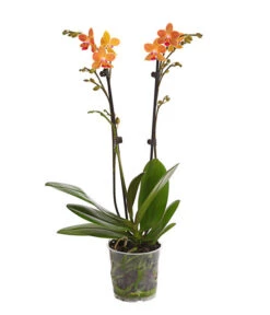 Schmetterlingsorchidee - Phalaenopsis Cultivars, Sonderfarben -Ecopotos Geschaft 8254005 WE FS 001 SchmetterlingsorchideePhalaenopsisGoldstaffT12PremiumDehnerExpressHerzig